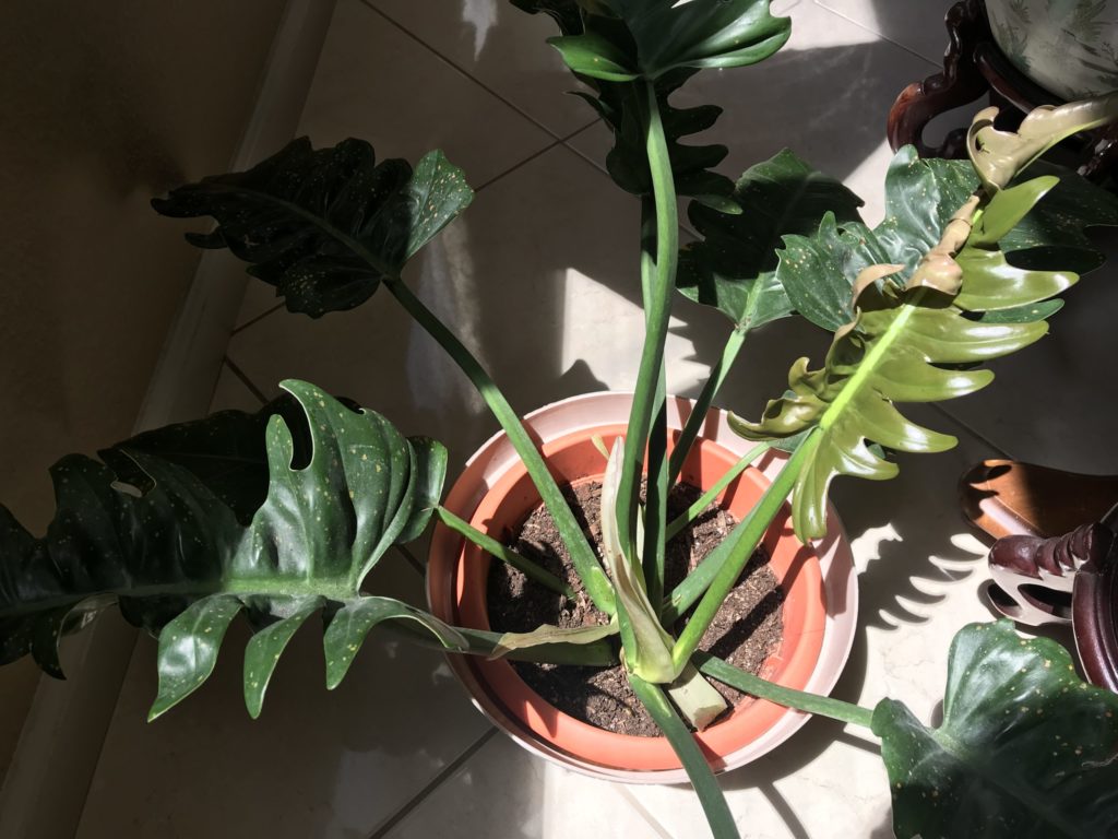 Narrow Tiger Tooth Philodendron