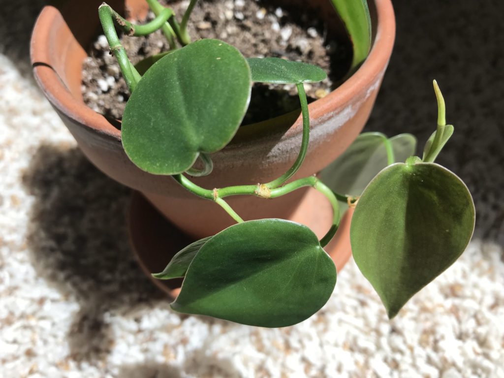 Wax-Leaf Philodendron