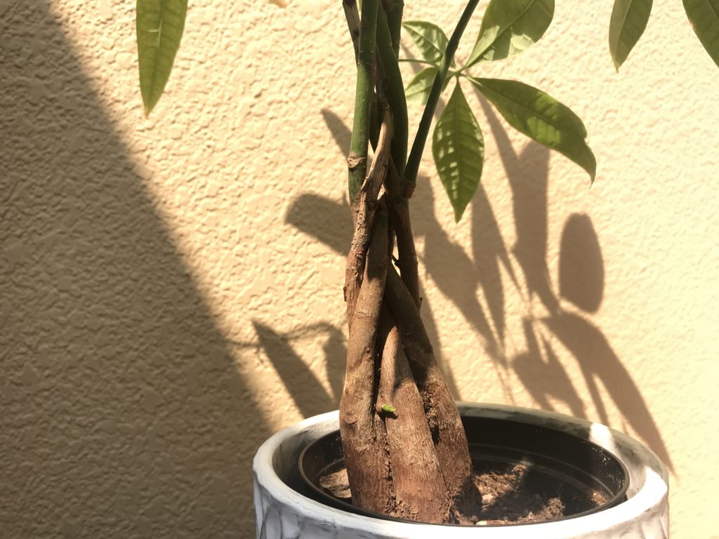 Money tree braided stems and trunk