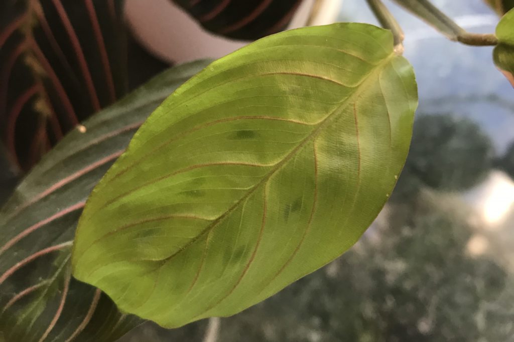 Unfurling maranta leaf