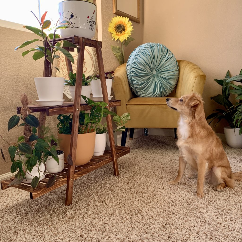 Dog looking at plant stand