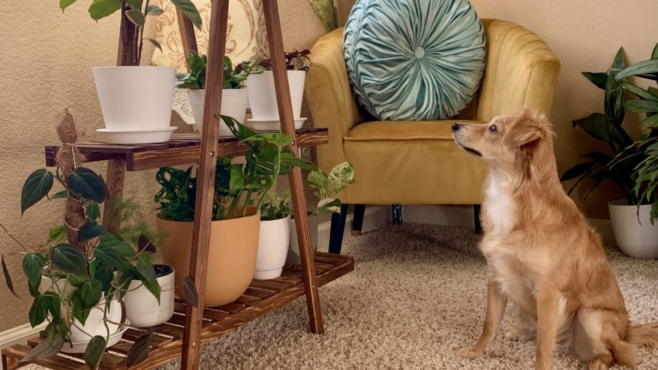 Dog looking at plant stand