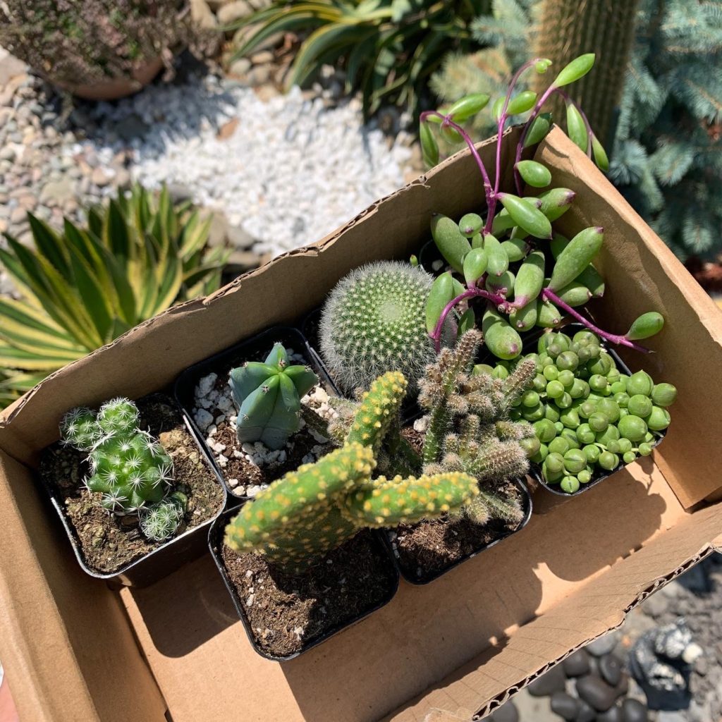 Succulents in a box