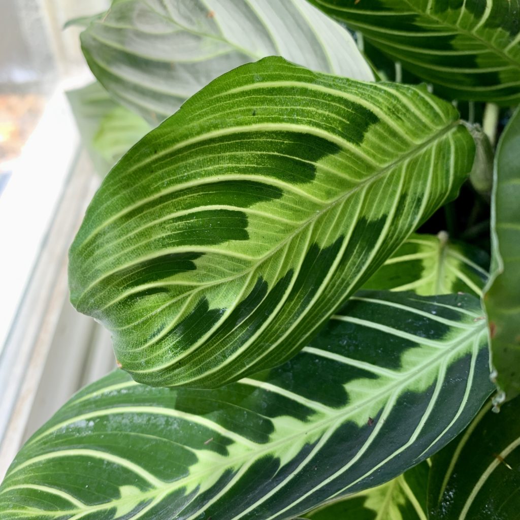 Maranta leaf