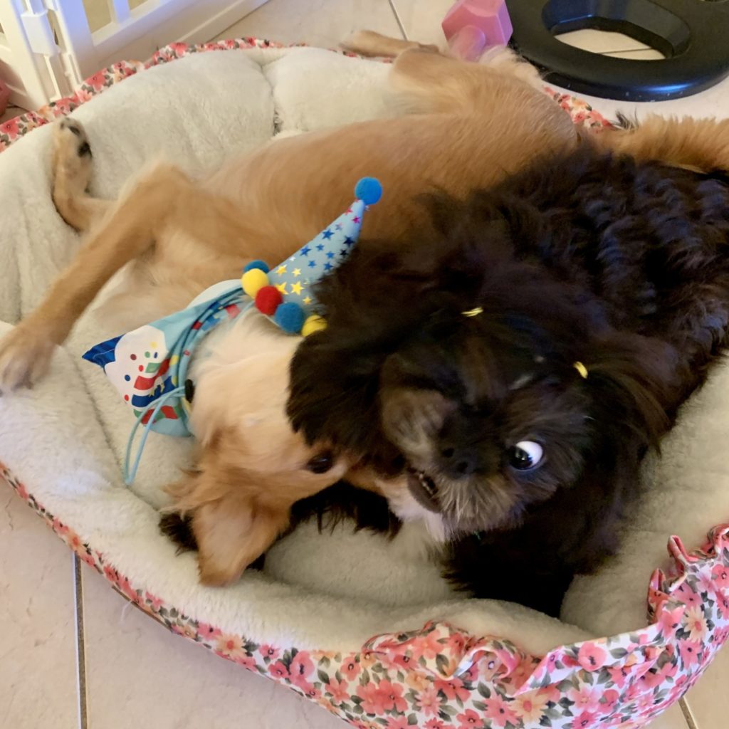 Dogs cuddling in dog bed