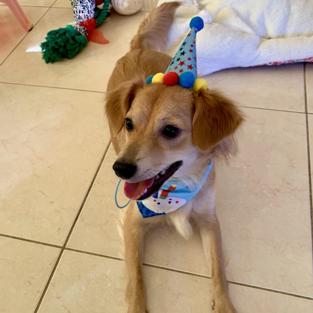 Brown dog in birthday hat lying down