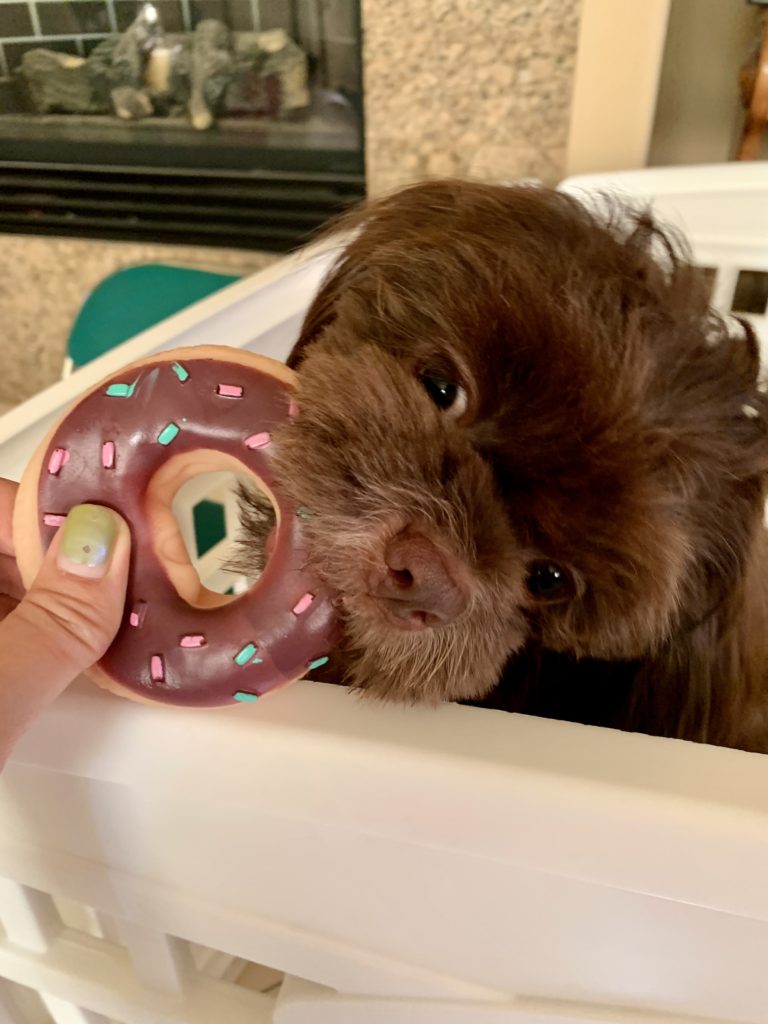 Brown shih tzu eating donut dog toy