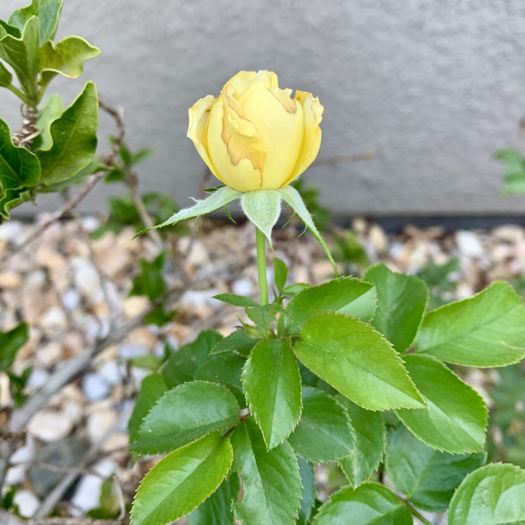 Yellow rose unfurling