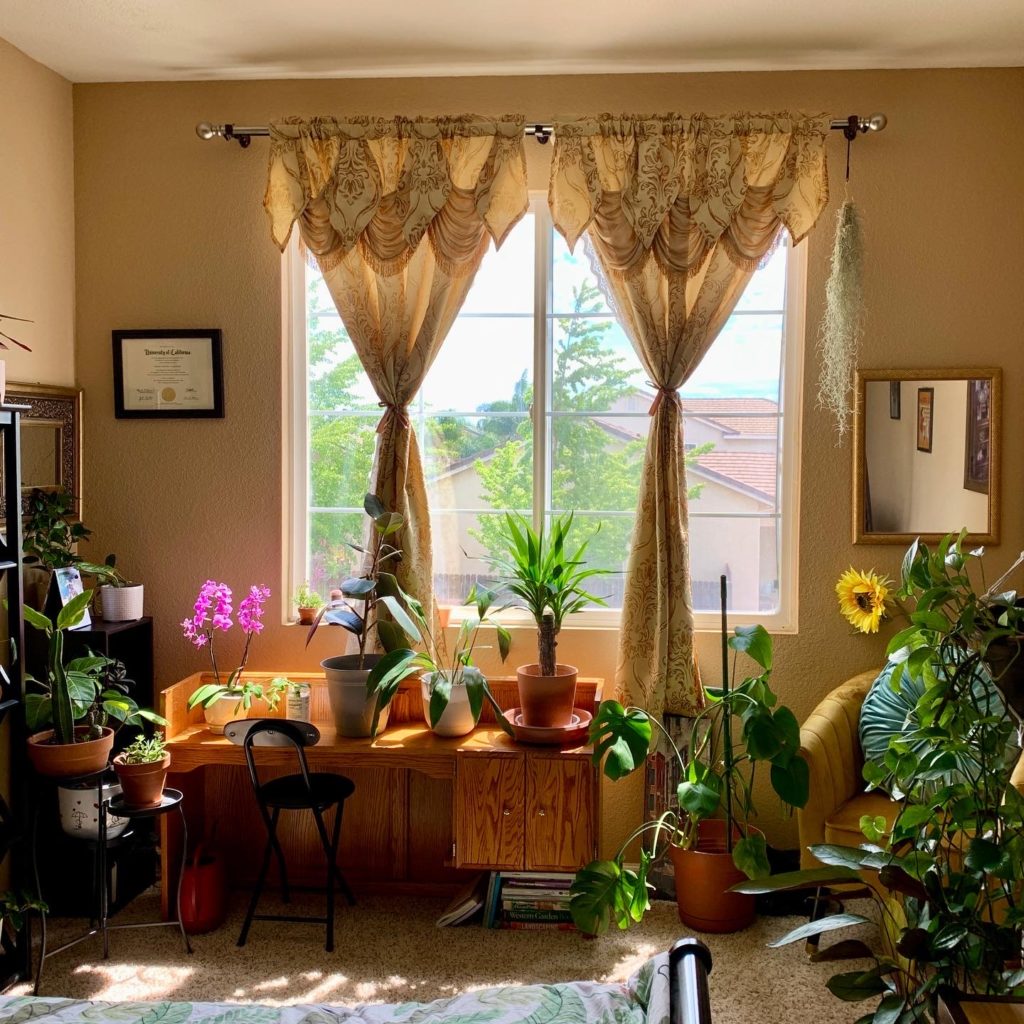 Plants by a window