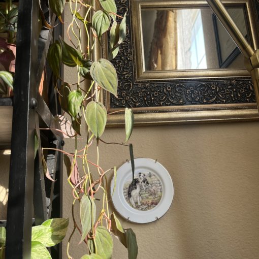 Philodendron micans next to dish with picture of dog