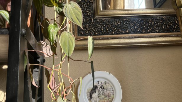 Philodendron micans next to dish with picture of dog