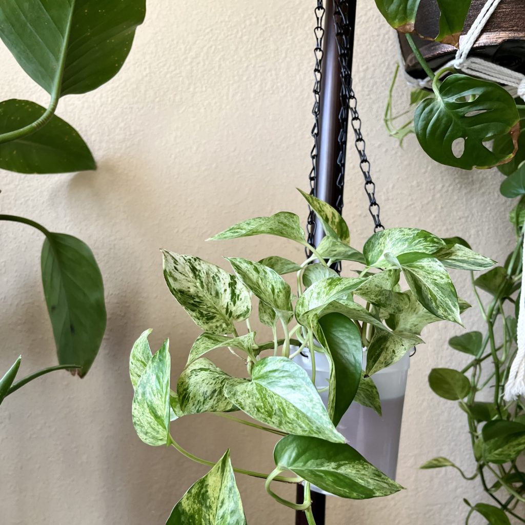 Pothos in container supported by hanging wires