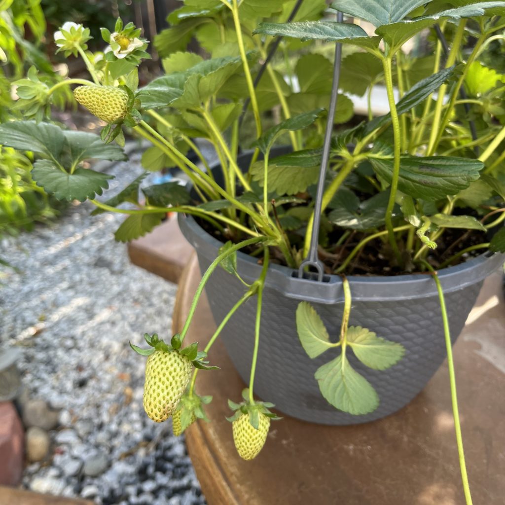 Unripened strawberries in a gray planter