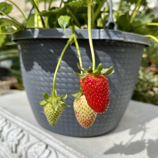 One red ripe strawberry in gray hanging planter. Two white strawberry fruit to the left of it.
