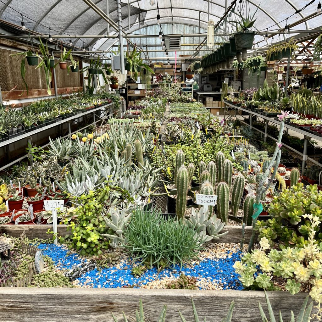 Succulents and cacti in a greenhouse