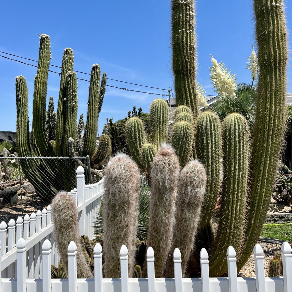 Cacti behind a white fence