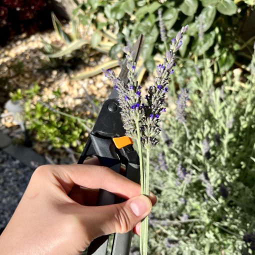 Hand with scissors holding freshly cut lavender