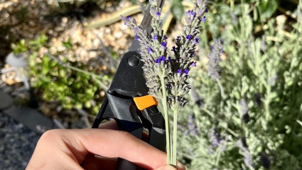 Hand with scissors holding freshly cut lavender