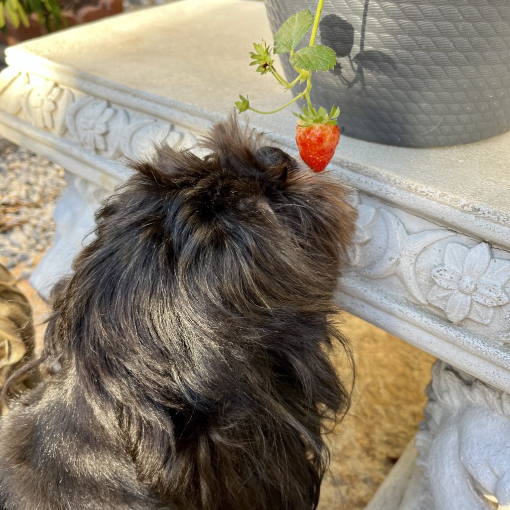 Dog sniffing strawberry