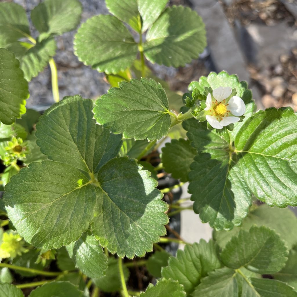 Strawberry plant closeup