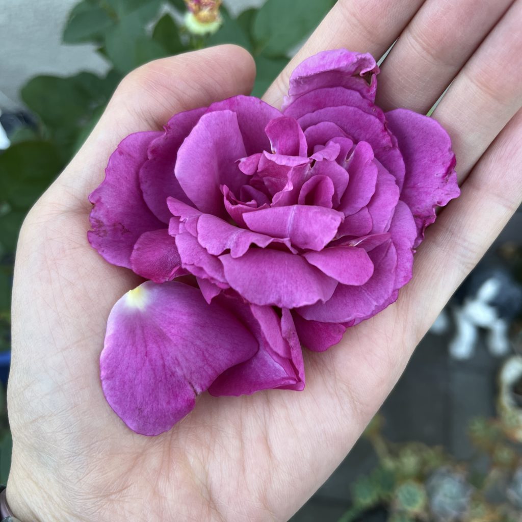 Hand holding lilac bulgarian rose
